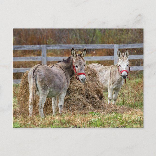 Donkeys Postkarte (Vorderseite)