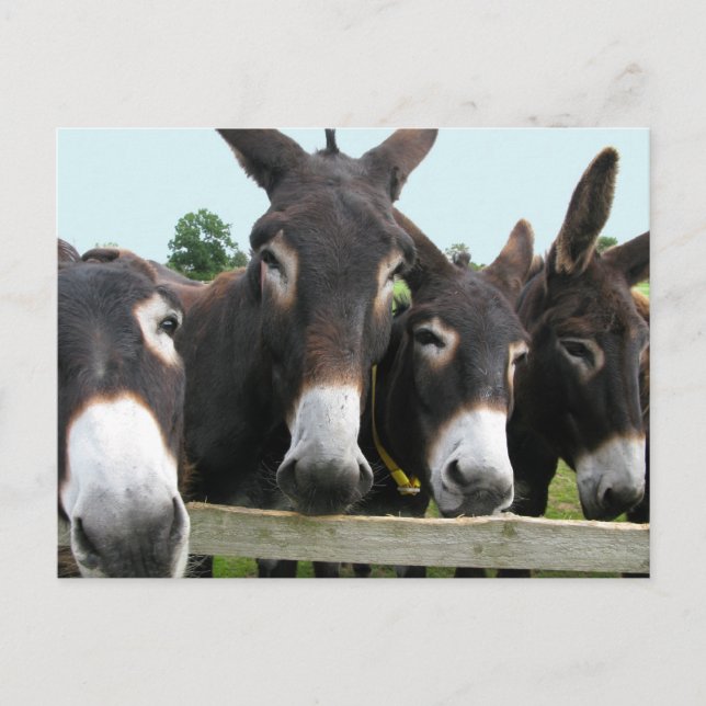 Donkeys Postkarte (Vorderseite)