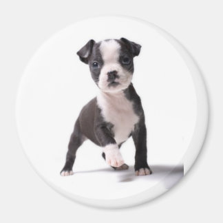 Donnez-moi votre paw Boston Puppy Magnet