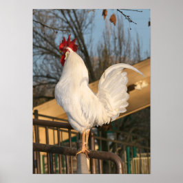 Doodle Do, Bantam Rooster Poster