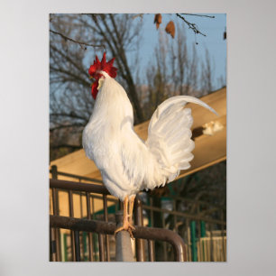 Doodle Do, Bantam Rooster Poster