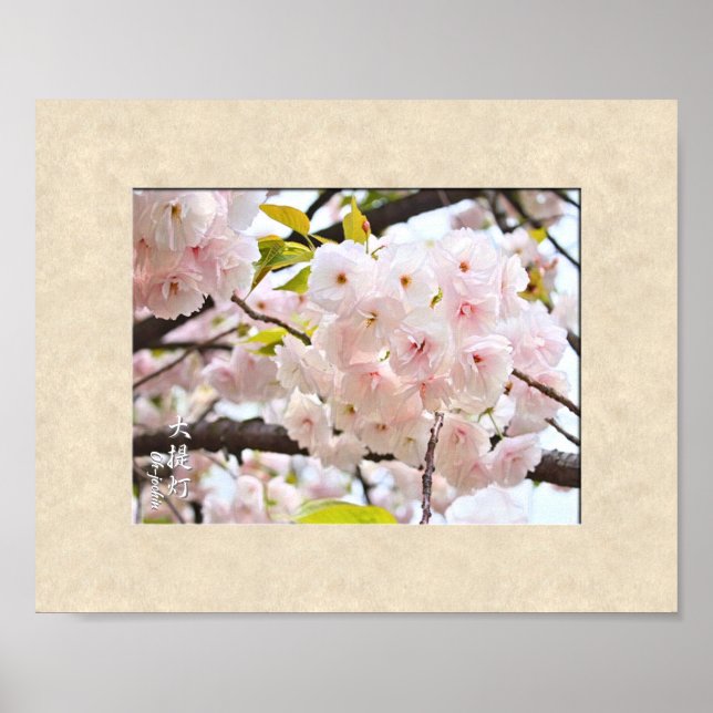 Doppel-Cherry-Blossom: Oh-jochin Poster (Vorne)