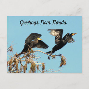 Doppel Crested Cormorant - Grüße Postkarte
