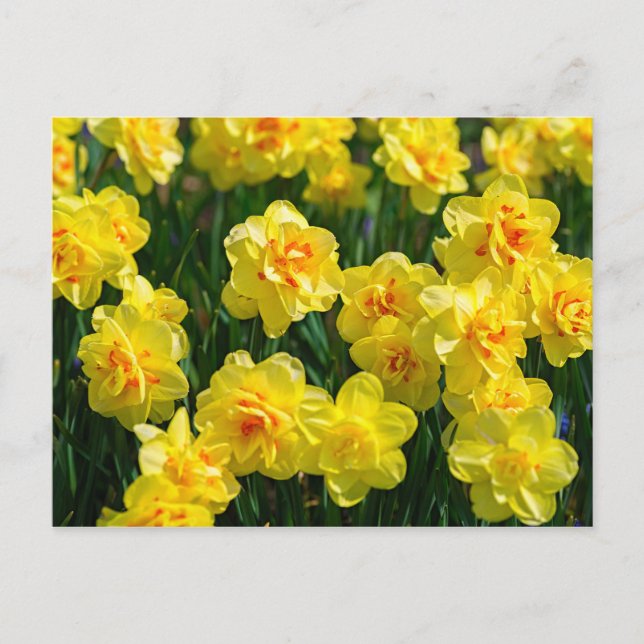 Doppel-Daffodien Postkarte (Vorderseite)