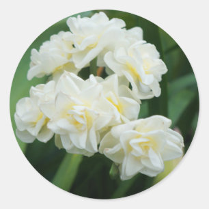 Doppel-Daffodin #1-Stickers Runder Aufkleber