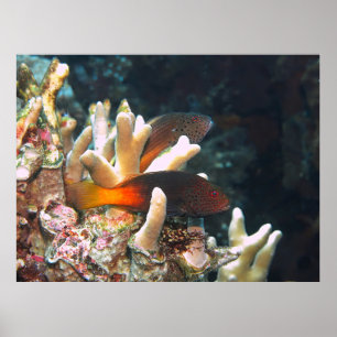 Doppel-Falkenfisch Poster