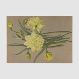 Doppel Narziss Sulfur Kroon Silver Phoenix Seidenpapier