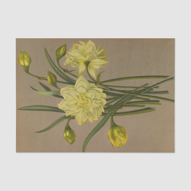 Doppel Narziss Sulfur Kroon Silver Phoenix Seidenpapier (Vorderseite)