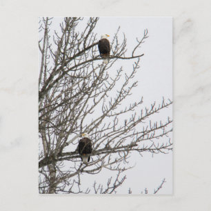 Doppeladler Postkarte