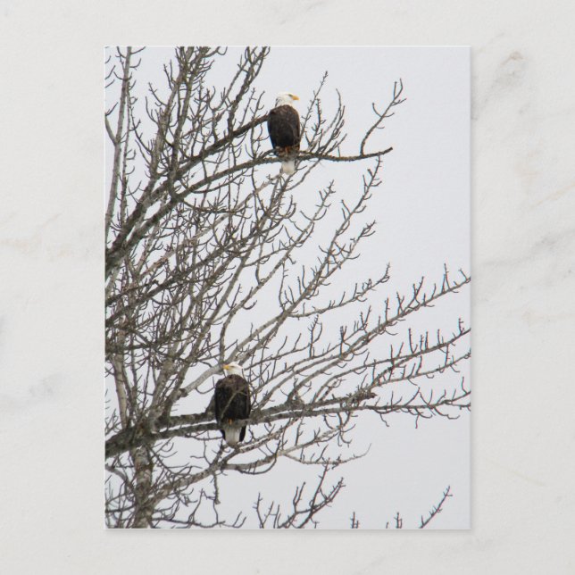 Doppeladler Postkarte (Vorderseite)