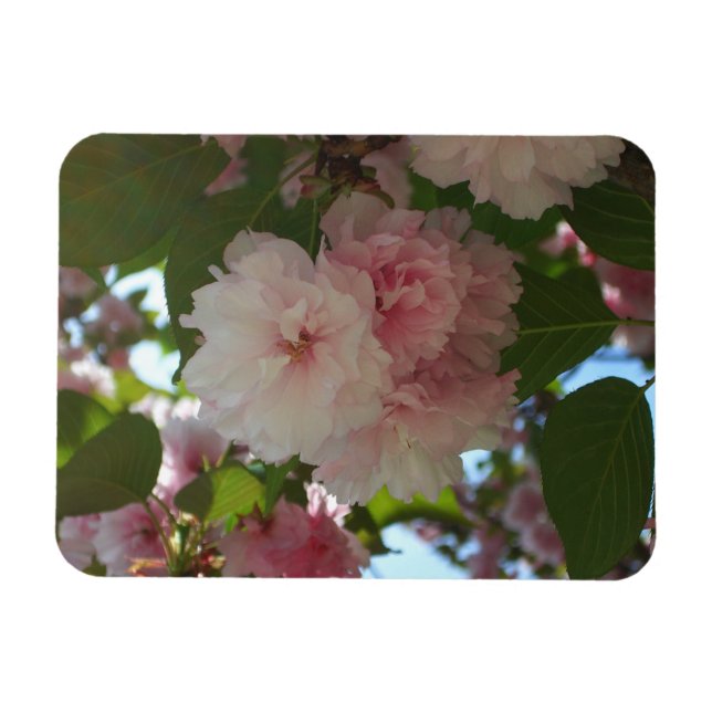 Doppelblühende Kirschbaum I Frühjahrsblüte Magnet (Horizontal)