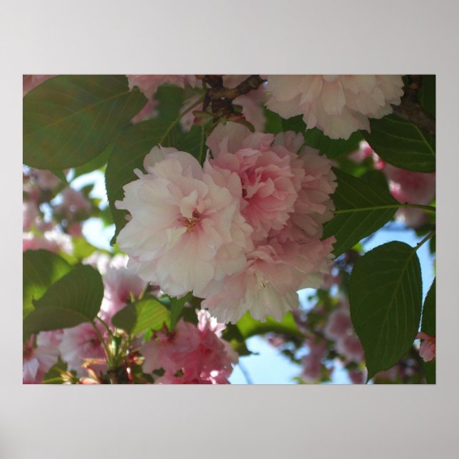 Doppelblühende Kirschbaum I Frühjahrsblüte Poster (Vorne)