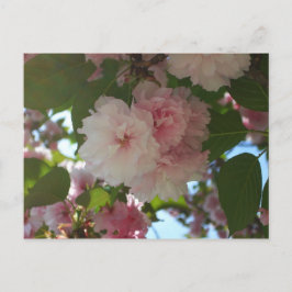 Doppelblühende Kirschbaum I Frühjahrsblüte Postkarte