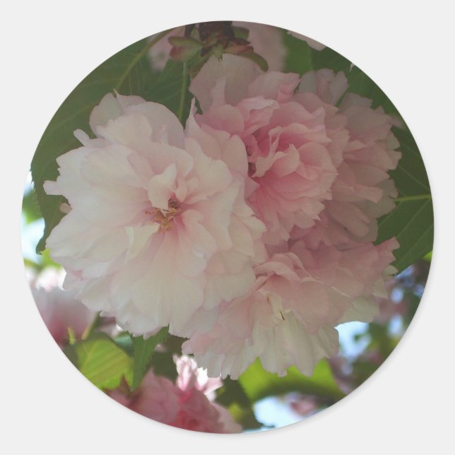 Doppelblühende Kirschbaum I Frühjahrsblüte Runder Aufkleber (Vorderseite)