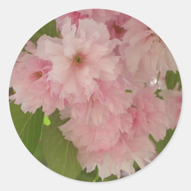 Doppelblühende Kirschbaum II Frühlingsflora Runder Aufkleber (Vorderseite)