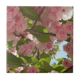 Doppelblühende Kirschbaum III Frühlingsflora Fliese