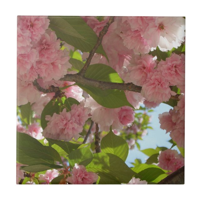 Doppelblühende Kirschbaum III Frühlingsflora Fliese (Vorderseite)