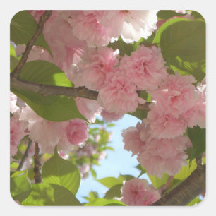 Doppelblühende Kirschbaum III Frühlingsflora Quadratischer Aufkleber