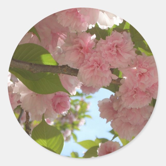 Doppelblühende Kirschbaum III Frühlingsflora Runder Aufkleber (Vorderseite)