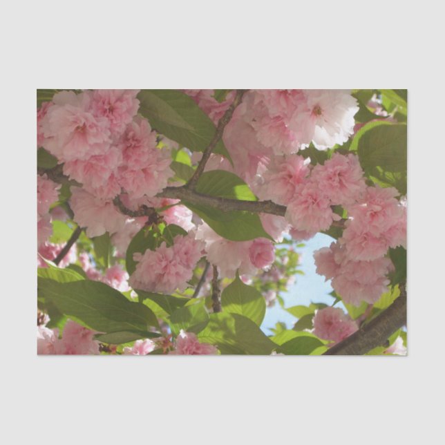 Doppelblühende Kirschbaum III Frühlingsflora Seidenpapier (Vorderseite)