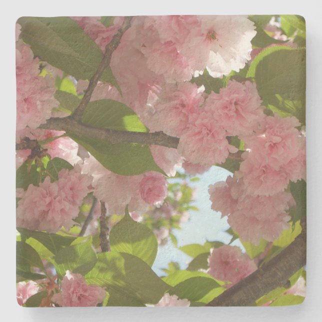 Doppelblühende Kirschbaum III Frühlingsflora Steinuntersetzer (Vorderseite)