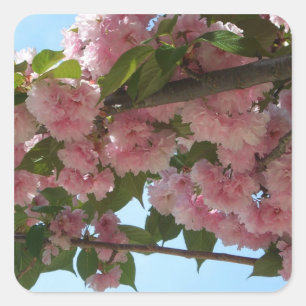 Doppelblühende Kirschbaum IV Frühjahr Quadratischer Aufkleber