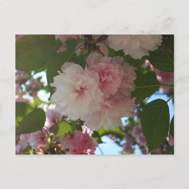 Doppelblühender Kirschbaum I Frühlingsblüten Postkarte (Vorderseite)