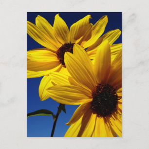 Doppelblume Postkarte