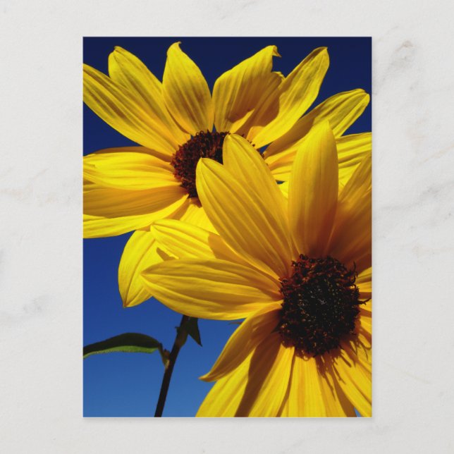 Doppelblume Postkarte (Vorderseite)