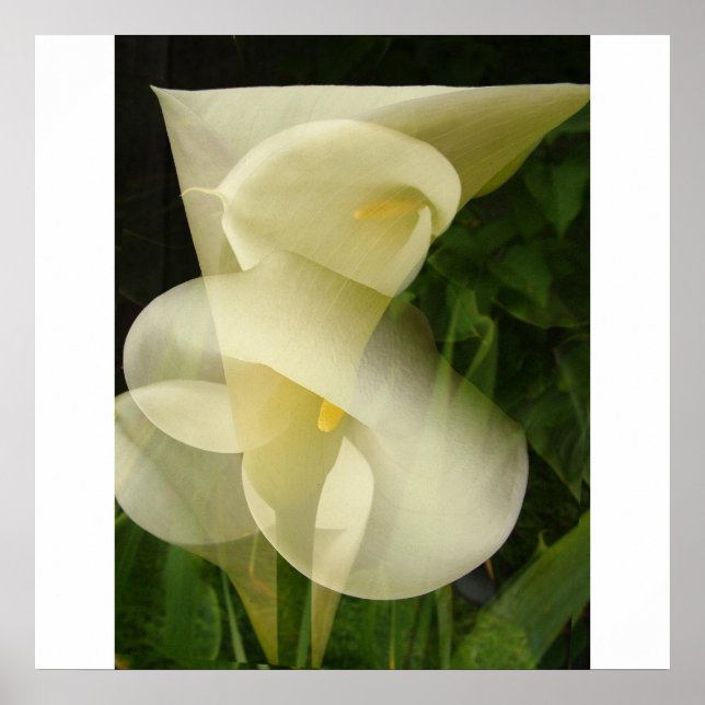 Doppelexposition Calla Lily Poster (Vorne)
