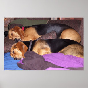 Doppelhund müde poster