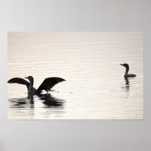 Doppelkamm-Kormoran-Vögel Poster