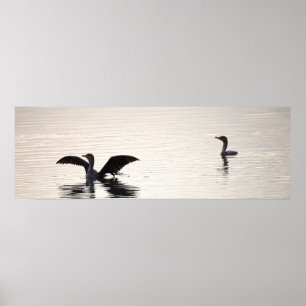 Doppelkamm-Kormoran-Vögel Poster