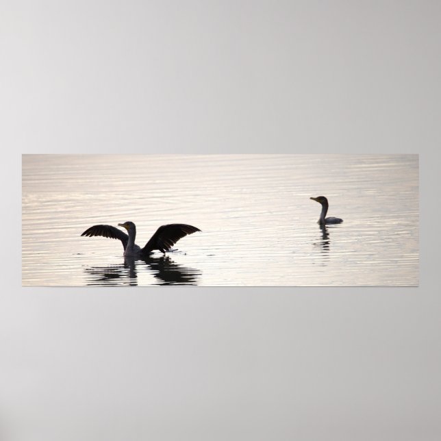 Doppelkamm-Kormoran-Vögel Poster (Vorne)