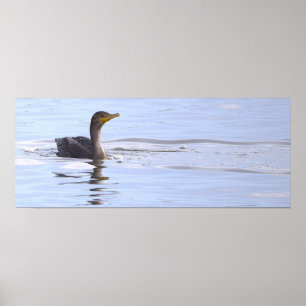 Doppelkamm-Kormoran-Vogelposter Poster