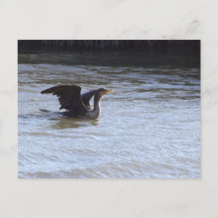 Doppelkamm-Kormoran Vogelpostkarte Postkarte