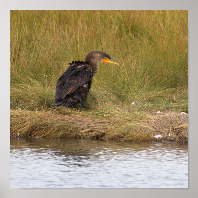 Doppelkammormoran-Vogelposter Poster (Vorne)