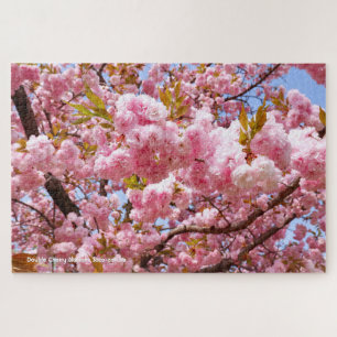 Doppelkirschblossom: Sato-zakura