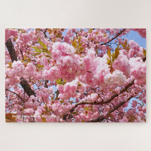 Doppelkirschblossom: Sato-zakura (Horizontal)
