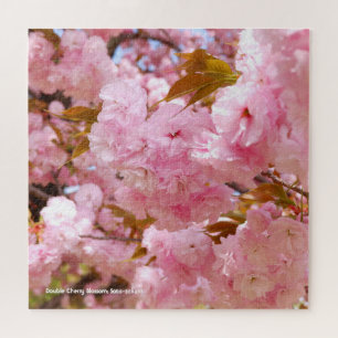 Doppelkirschblossom: Sato-zakura