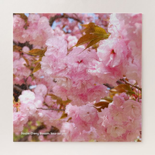 Doppelkirschblossom: Sato-zakura (Horizontal)
