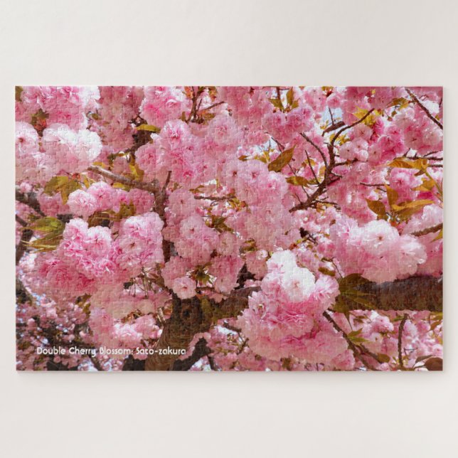 Doppelkirschblossom: Sato-zakura (Horizontal)
