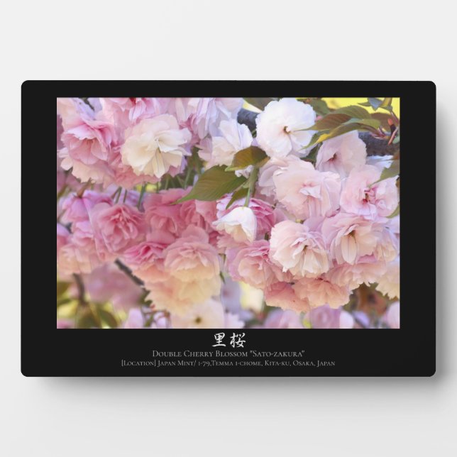 Doppelkirschblossom: Sato-zakura Fotoplatte (Vorderseite)
