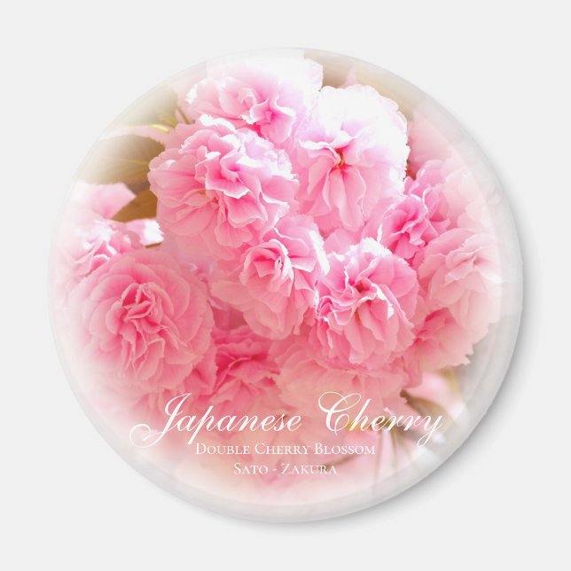 Doppelkirschblossom: Sato-zakura Magnet (Vorne)