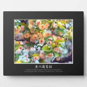 Doppelkirschblüte: Kenrokuen-kikuzakura Fotoplatte