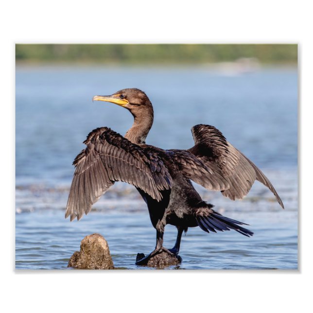 Doppelkreuzer Kormoran am Champlain See Fotodruck (Vorne)