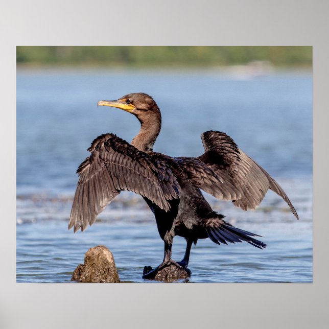 Doppelkreuzer Kormoran am Champlain See Poster (Vorne)