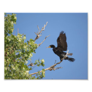 Doppelkreuzer Kormoran in Bäumen Fotodruck