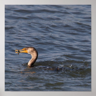 Doppelkreuzer Kormoran mit Fischplakat Poster