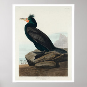 Doppelkreuzer Kormoran von Audubon Poster